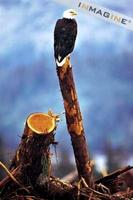 Bald Eagle perched on log (Hallaeetus leucocephalus) photo