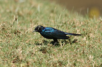 : Lamprotornis purpuropterus; Ruppell's Long Tailed Starling
