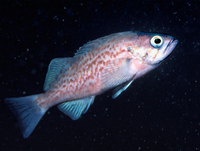 : Sebastes mystinus; Juvenile Blue Rockfish