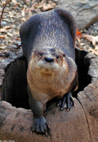 : Lontra canadensis laxatina; Northern River Otter