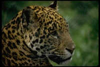 : Panthera onca; Jaguar