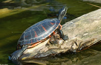 : Pseudemys rubriventris; Northern Redbelly Cooter