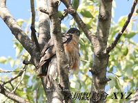 Accipiter virgatus Besra Sparrow Hawk 松雀鷹 052-086