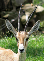 Slender Horned Gazelle
