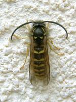 Dolichovespula sylvestris - Tree Wasp