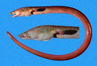Ophichthus zophochir, Yellow snake-eel: fisheries