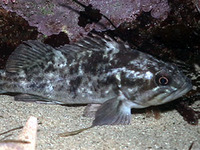 Sebastes rastrelliger, Grass rockfish: