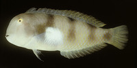 Iniistius aneitensis, Yellowblotch razorfish: aquarium