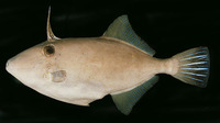 Thamnaconus modestoides, Modest filefish: