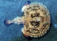 Halieutaea stellata, Starry handfish: fisheries
