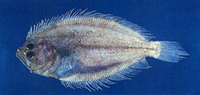 Pseudorhombus neglectus, : fisheries