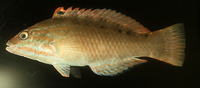 Pseudolabrus guentheri, GÃ¼nther's wrasse: fisheries
