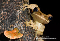 Tree Frog - Osteocephalus sp