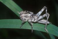 Locusta migratoria - Migratory locust