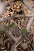 Asio flammeus - Short-eared Owl