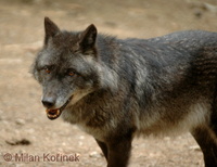 Canis lupus pambasileus - Alaska Wolf