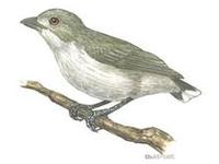 Image of: Dicaeum agile (thick-billed flowerpecker)