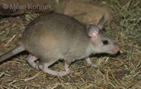 Hypogeomys antimena - Malagasy Giant Rat