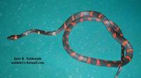 Image of: Oxyrhopus petola (calico snake)