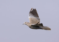 Eurasian Collared-Dove (Streptopelia decaocto) photo