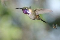 Lucifer Hummingbird - Calothorax lucifer