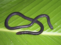 : Dermophis parviceps; Slender Caecilian