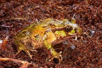 : Leiopelma archeyi; Archey's Frog