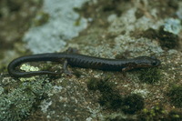 : Plethodon wehrlei; Wehrle's Salamander