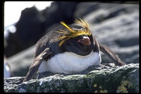 : Eudyptes chrysolophus; Macaroni Penguin