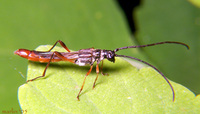 : Necydalis melita; Longhorned Beetle