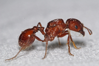 : Pogonomyrmex sp.; Harvester Ant