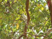 Ashy Minivet(Pericrocotus divaricatus)