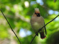 Bombycilla japonica Japanese Waxwing ヒレンジャク