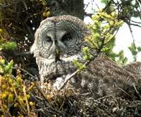 Great Gray Owl. Photo by Rick Taylor. Copyright Borderland Tours. All rights reserved.
