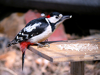 오색딱따구리 Dendrocopos major | great spotted woodpecker
