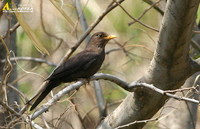 Fig. 3. Blackbird : 대륙검은지빠귀
