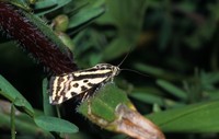 Emmelia trabealis - Spotted Sulphur