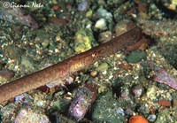 Syngnathus typhle, Broad-nosed pipefish: aquarium