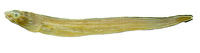 Ariosoma anale, Longtrunk conger: