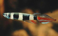 Pseudepiplatys annulatus, Banded panchax: aquarium