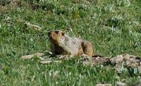 Image of: Marmota himalayana (Himalayan marmot)