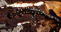 Image of: Ambystoma maculatum (spotted salamander)