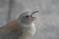 Colluricincla harmonica - Grey Shrike-thrush
