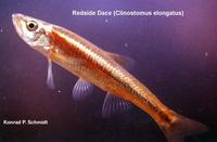 Image of: Clinostomus elongatus (redside dace)
