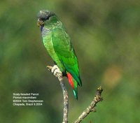 Scaly-headed Parrot - Pionus maximiliani