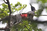 Magellanic Woodpecker - Campephilus magellanicus