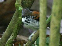Spotted Antbird - Hylophylax naevioides