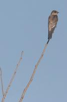 Southern  rough-winged  swallow   -   Stelgidopteryx  ruficollis   -   Rondine  aliruvide  merid...