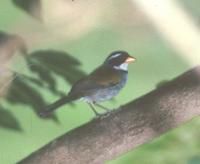 Saffron-billed Sparrow, Arremon flavirostris