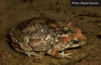 : Bufo dombensis; Dombe Toad